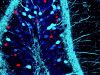 Unlocking Memory: How Breaks Enhance Learning And Retention
