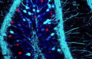 Unlocking Memory: How Breaks Enhance Learning And Retention